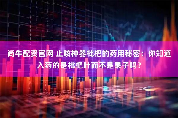 尚牛配资官网 止咳神器枇杷的药用秘密：你知道入药的是枇杷叶而不是果子吗？